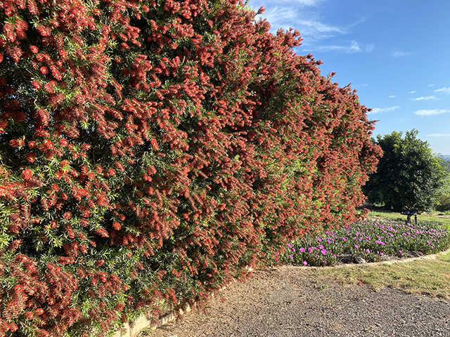 Native Shrubs and Groundcovers